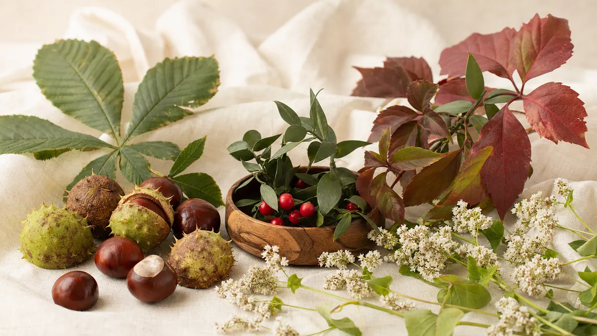 Naturstoffe für die Venen – Rosskastanie, rotes Weinlaub, Mäusedorn, Buchweizen und Hamamelis auf hellem Leinen im warmen Tageslicht.